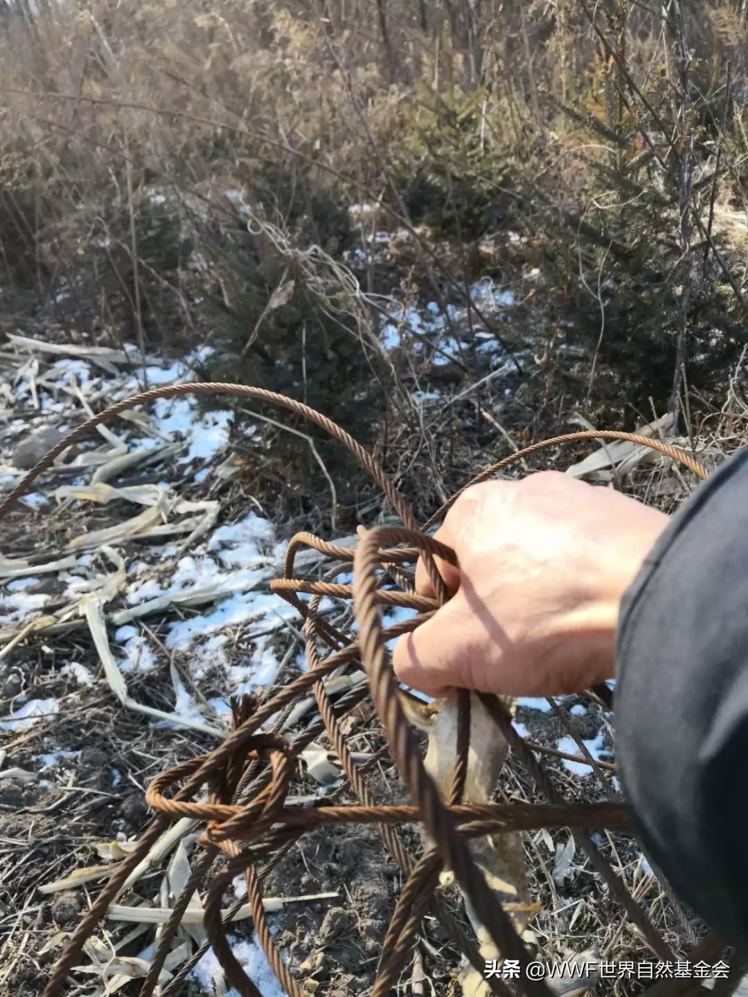 守护王者归来，邀你来画虎