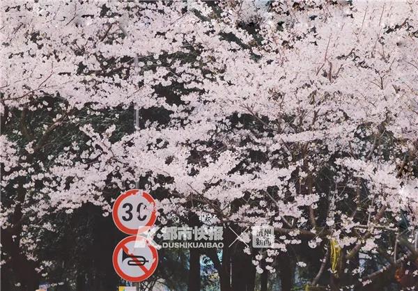 她在街头哽咽着唱了一首《萍聚》!浙江省人民医院部分援鄂医护再赴武汉,看樱花
