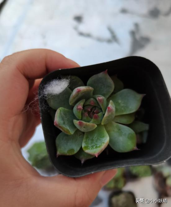 肉肉开箱专辑,肉肉开箱视频大全