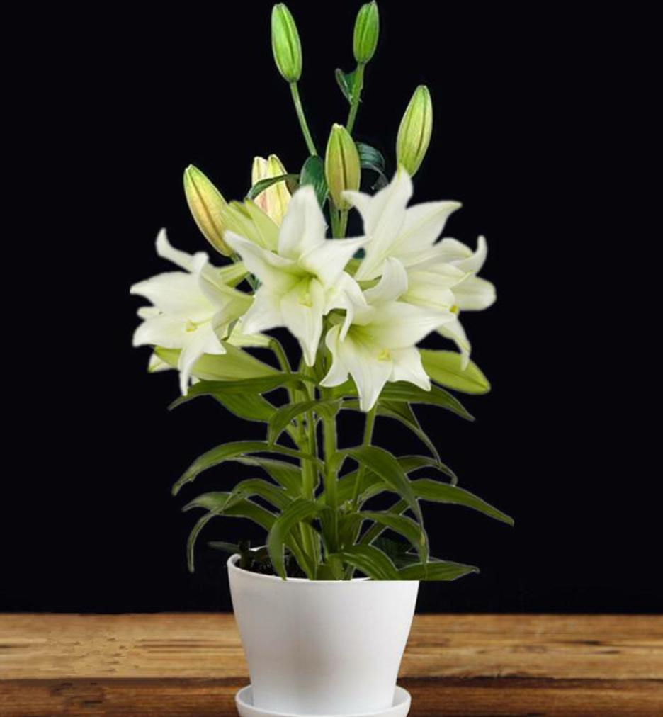 百合花如何养才能活得时间更长,百合花养花怎么才能让花期持久