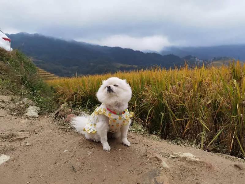 自驾游桂林龙脊梯田怎么玩的,自驾游桂林龙脊梯田怎样游