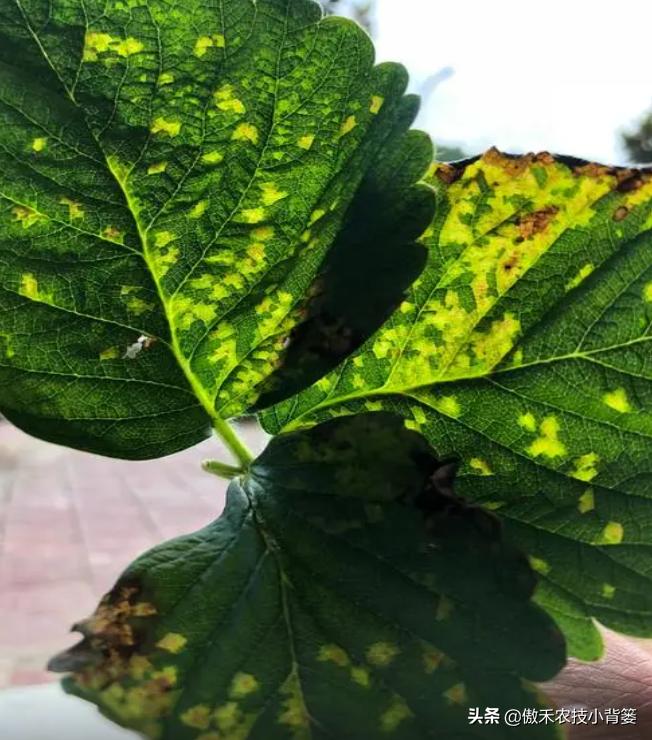 叶片上出现黄斑点是什么病,叶片有黄斑白斑怎么办