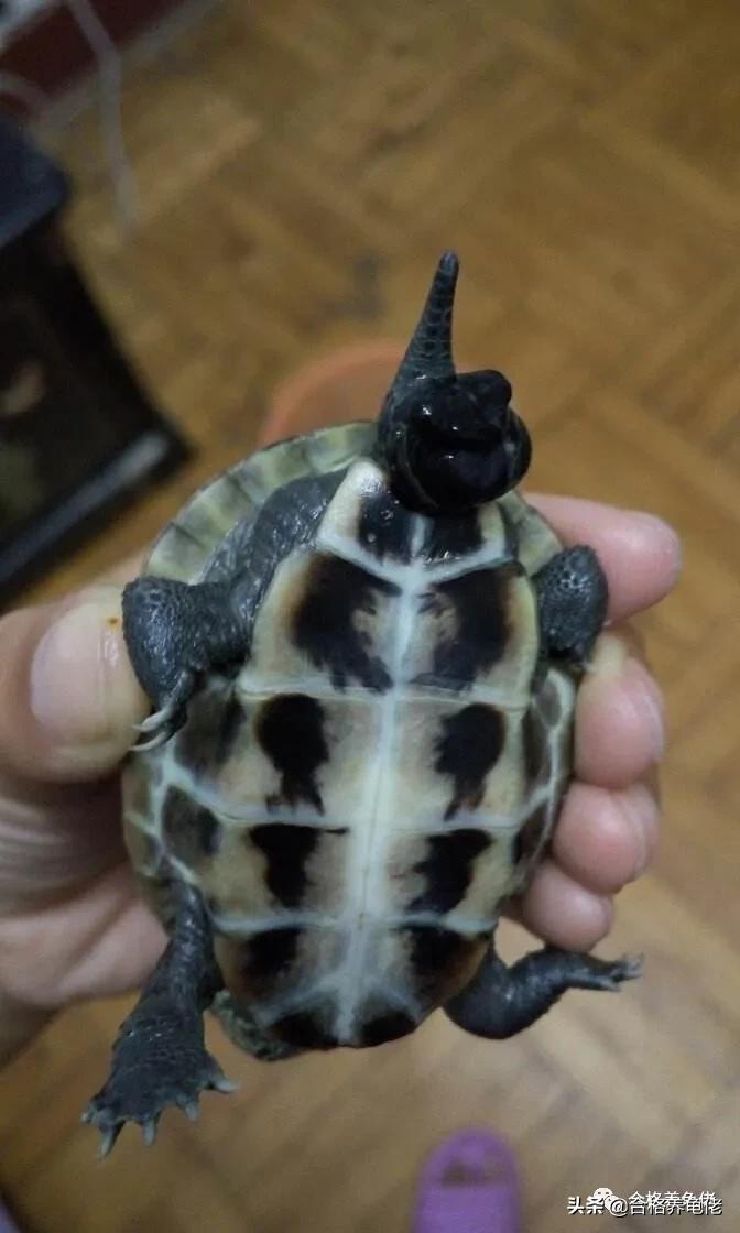 龟脱肛的原因和治疗方法,小青龟脱肛