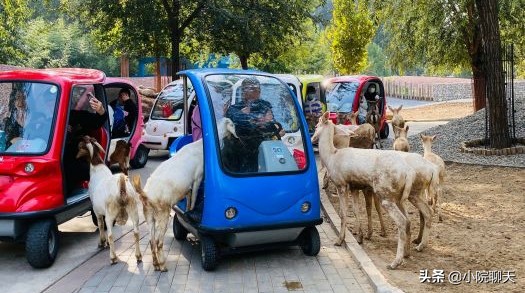北京大兴野生动物园游玩推荐攻略,北京大兴野生动物园最佳游览路线