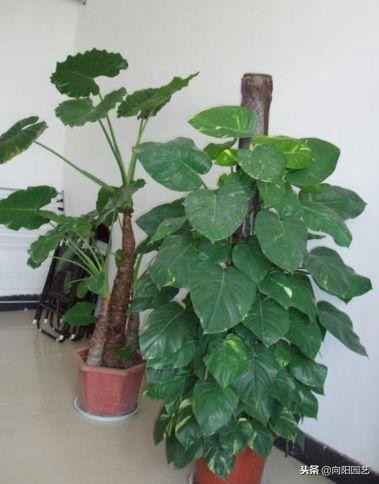 绿萝应该怎么缠绕在柱子上好看,绿萝爬柱子图片