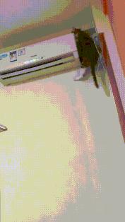 被猫踩了一脚出了一点点血,猫咪被人踩了一脚口吐白沫