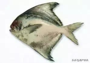 海洋科普世界上都有什么鱼,十种受欢迎的海鲜鱼类