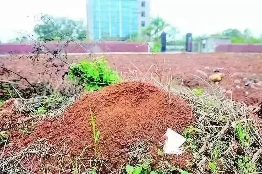 南宁邕江红火蚁,被广西红火蚁咬了怎么办