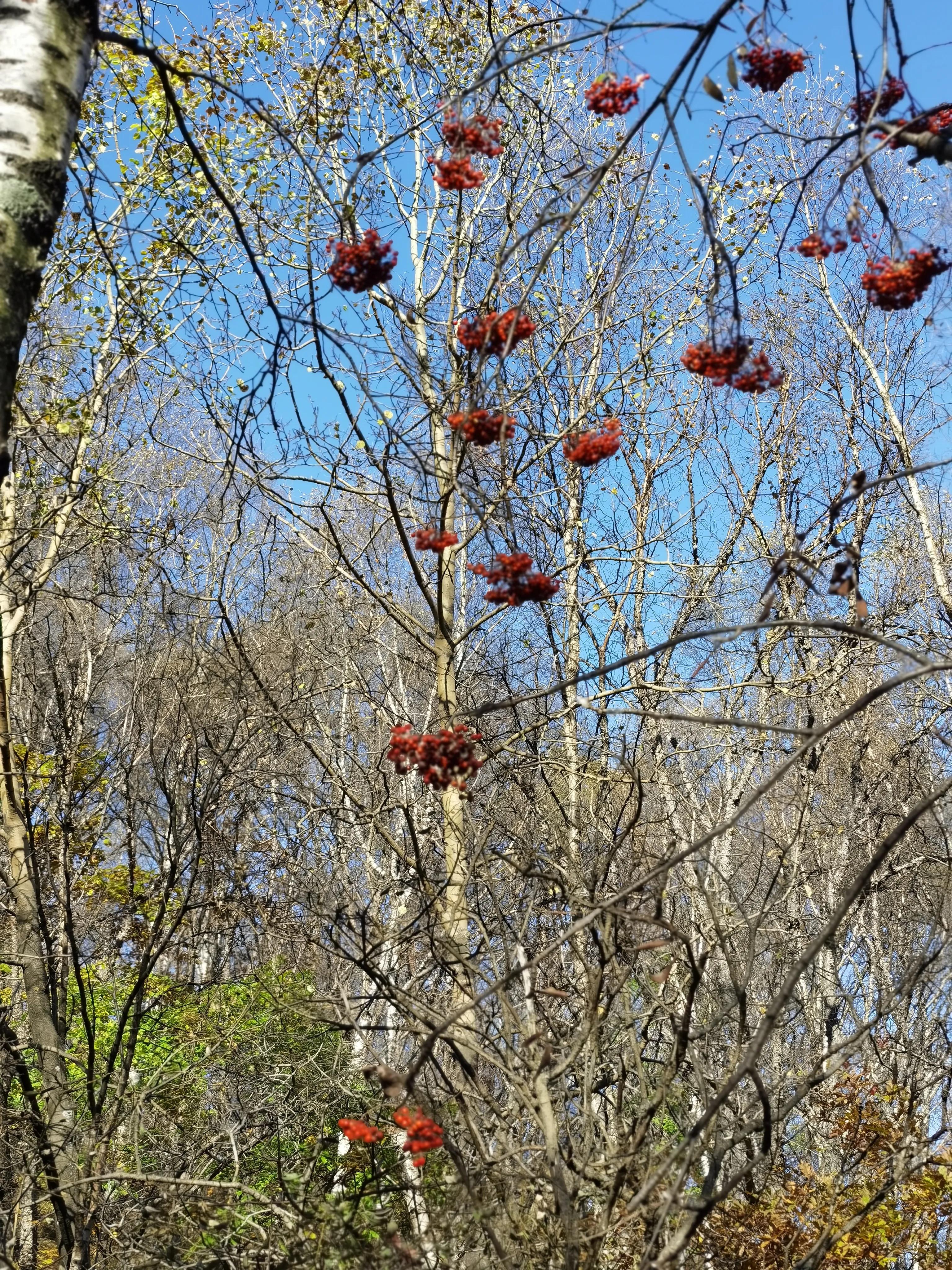 都知夏日驼梁美，秋季呢？阜平花塔村进山带您领略最美的秋日驼梁