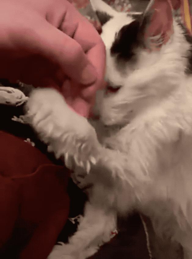 猫：来啊，踩我屁股啊，使点劲儿