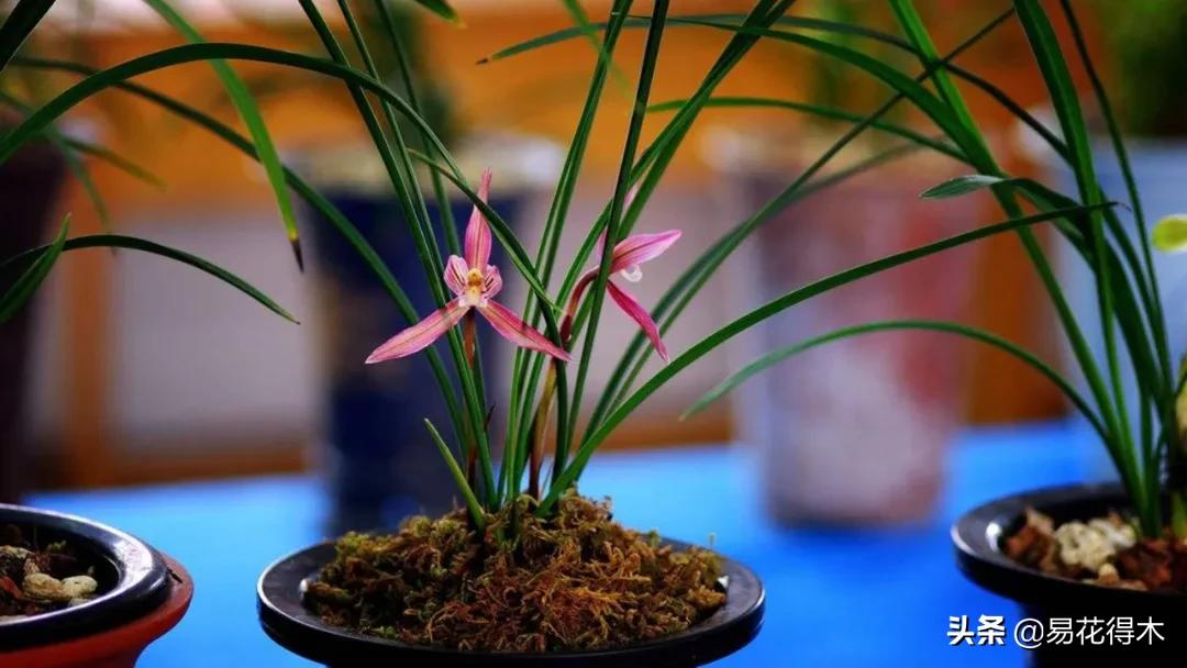 兰花原种老苗是什么,兰花组培和原种有什么区别