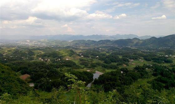 黄山的金凤凰,山沟里的金凤凰湖北