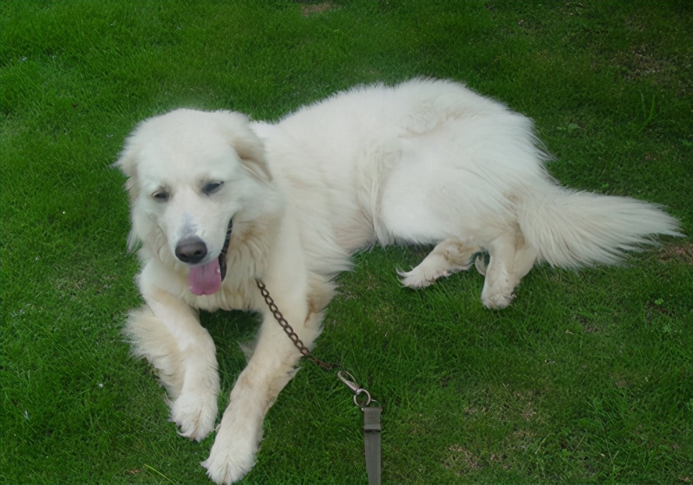 幼犬狗狗挑食最佳治疗方法,狗狗严重挑食解决办法