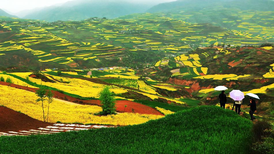 武山县油菜花旅游打卡地,天水武山滩歌油菜花海掠影