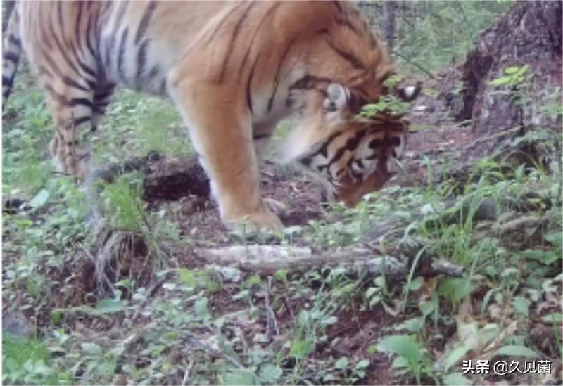 70岁老汉野外和500斤东北虎对峙,老汉和老虎对打