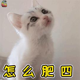 猫乱吃的食物太多样化,猫乱吃东西会吐吗