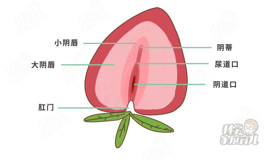 错不起！娃阴唇粘连，一碰就哭，到了这种程度，必须处理