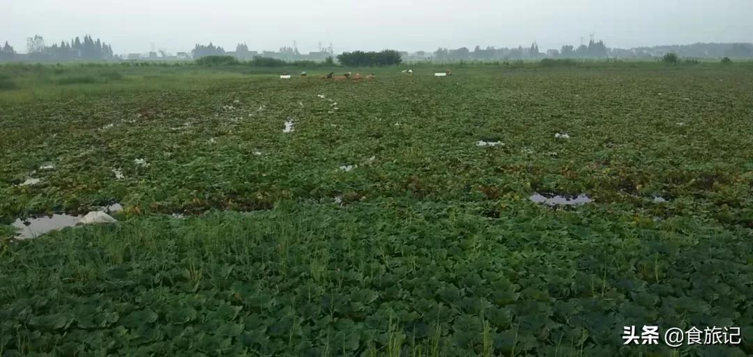 粉糯香甜的洪湖老菱角上市啦,洪湖新鲜鲜嫩菱角4斤