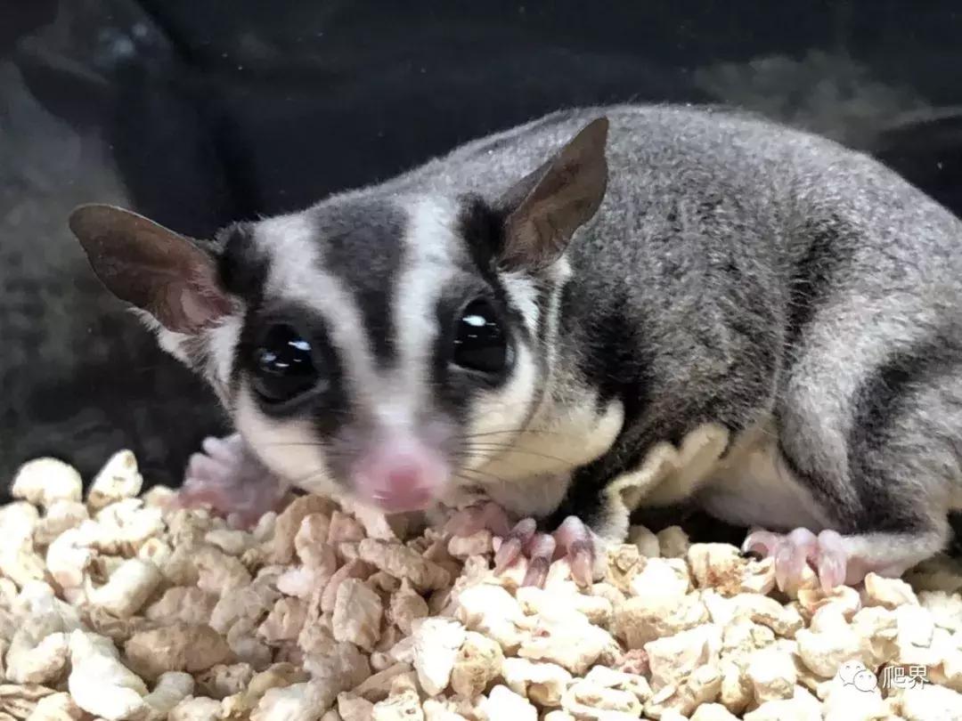 湛江爬宠店,深圳爬宠店在哪里