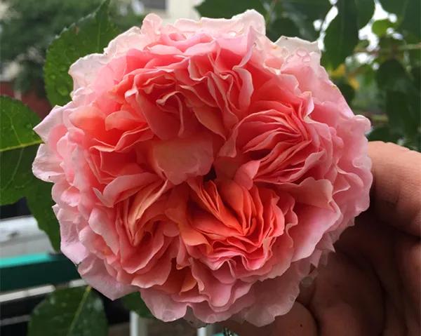 网购的月季花苞都垂头了怎么办,太阳暴晒后月季花苞垂头怎么办