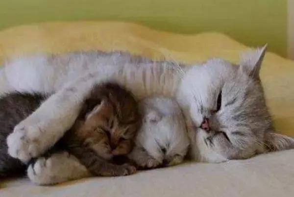 猫咪大了还容易感染猫瘟吗,猫咪不外出被抓伤会得狂犬病吗