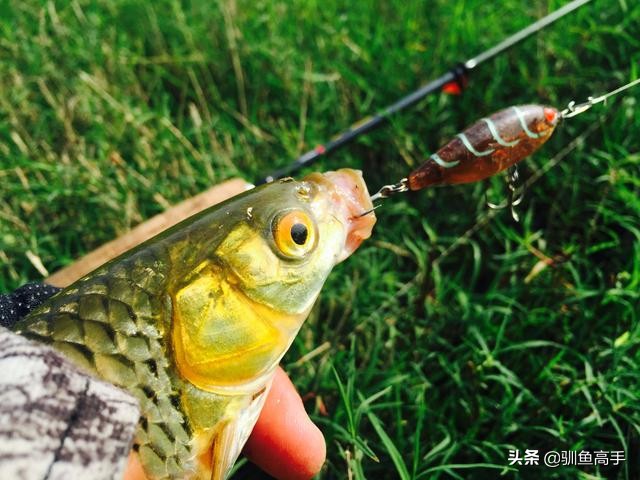 路亚赤眼鳟攻略,赤眼鳟路亚操作手法