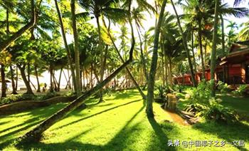 椰乡文昌百年摇钱树钱景无限