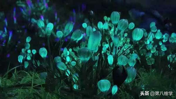 宇宙中有其它生命形式吗,宇宙可能存在的生命形式