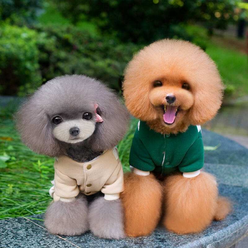 二狗泰迪,泰迪为啥会烂大街