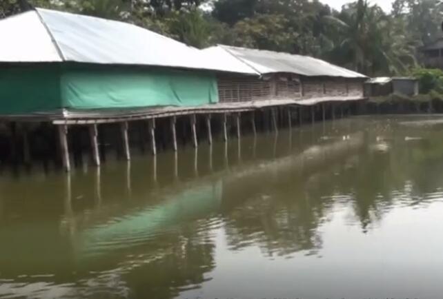 养鸡养鱼共养模式,大棚养鸡养鱼技术