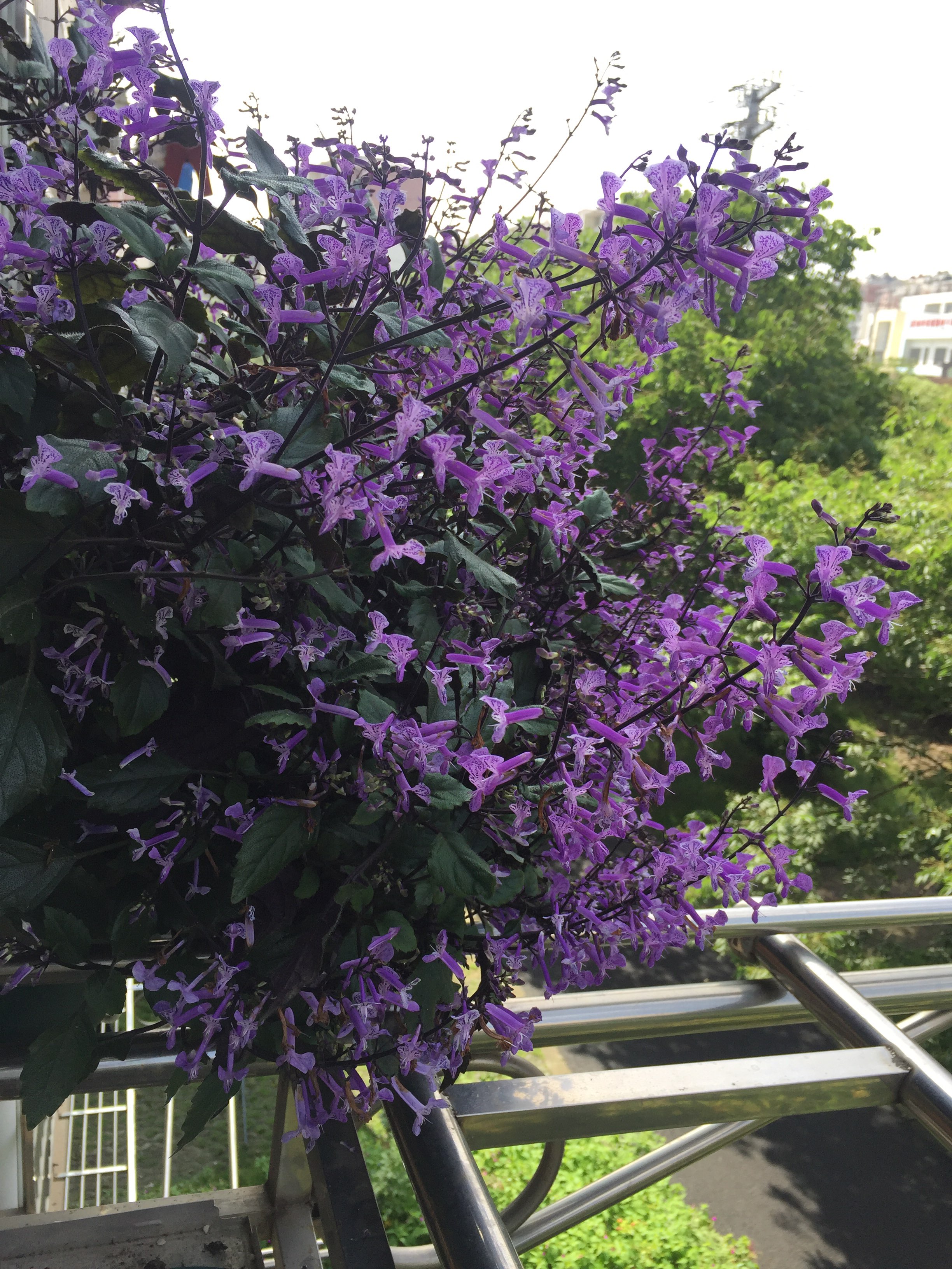 薰衣草花卉植物图片,薰衣草怎么养开花图片