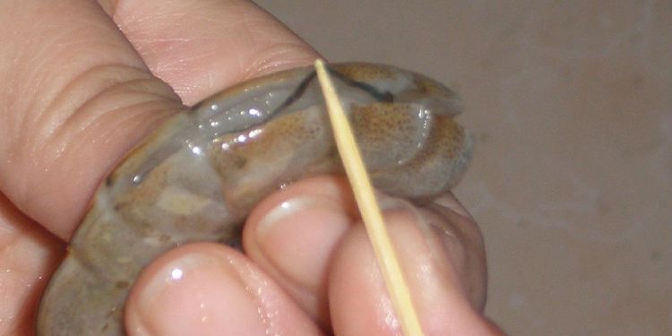 吃虾的时候怎么去虾线简单又方便,虾肉富含优质蛋白质