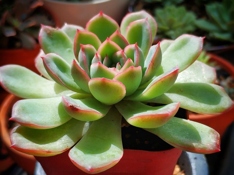 记录多肉长大的全过程,记录所有多肉成长过程