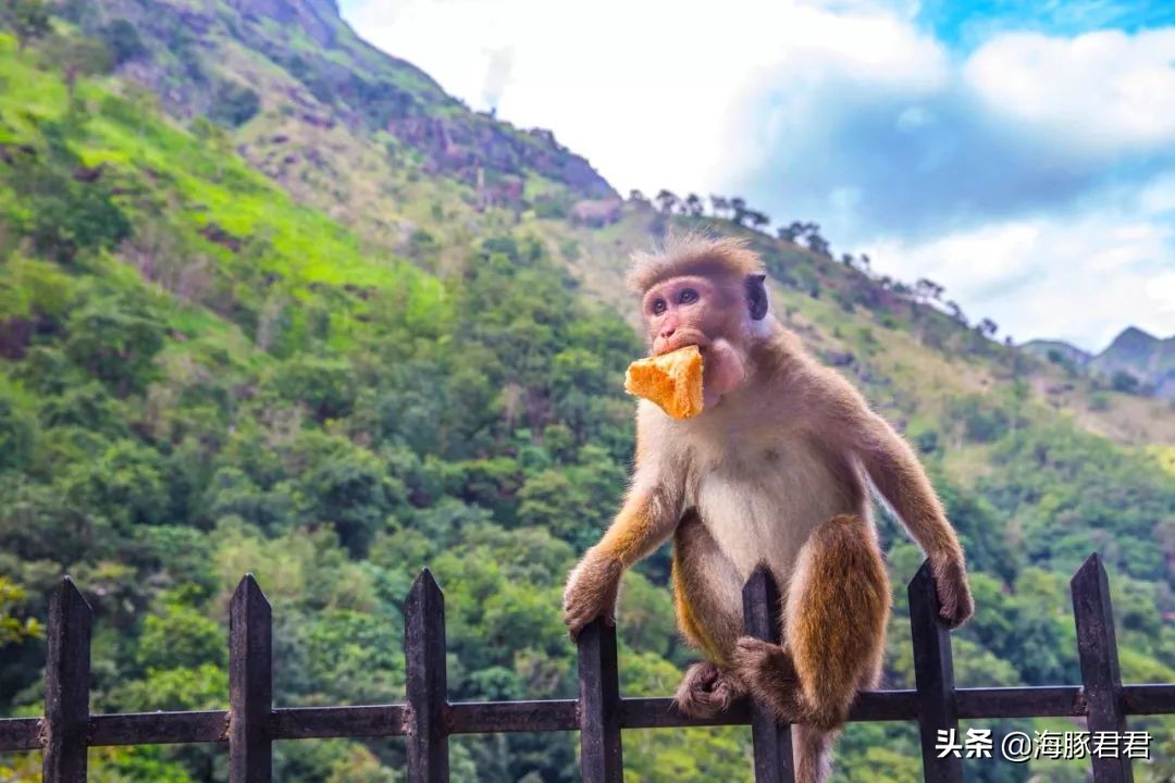 斯里兰卡旅游攻略机票,斯里兰卡当地购物攻略