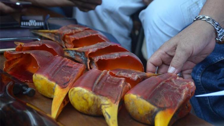 头骨最值钱鸟,头骨很珍贵的鸟