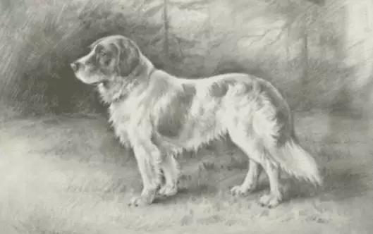 正宗土狗的外貌,中国稀有四大土狗图片大全