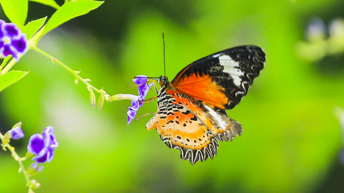 关于蝴蝶三首古诗,三首描写蝴蝶的古诗