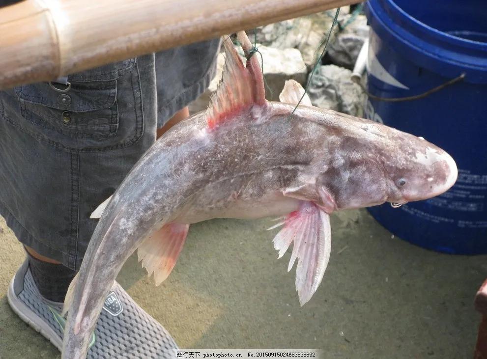 公认最好吃的10种淡水鱼,公认好吃淡水鱼有哪些种类