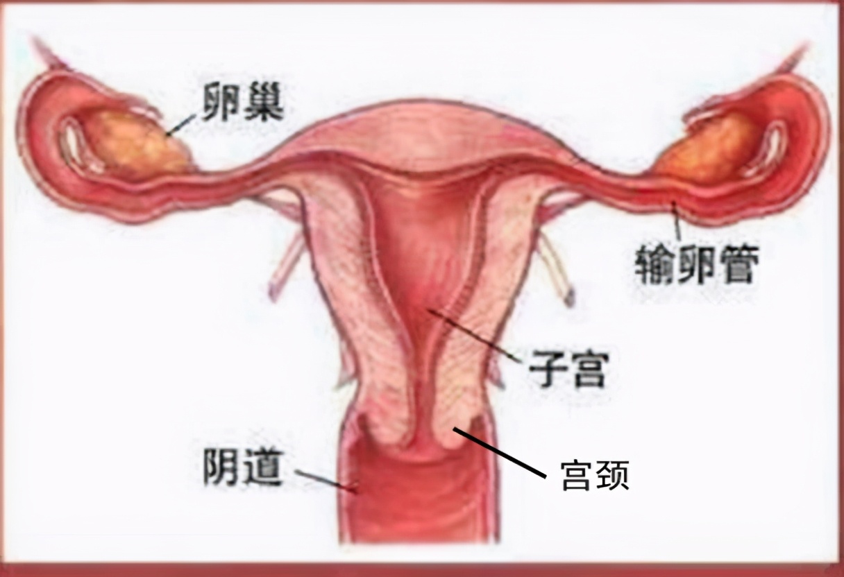 突然开始痛经可能是什么造成,痛经是子宫不健康吗