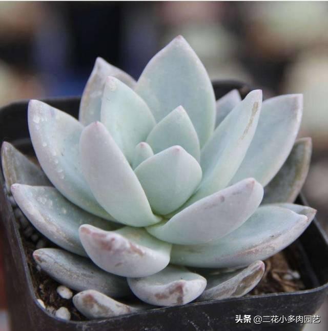 365种·常见花卉图谱，观果和多肉植物收藏篇