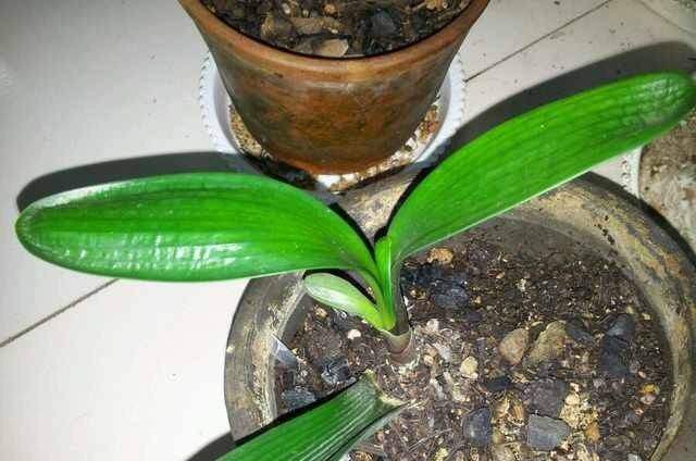 怎样让扦插的君子兰快速生根,土豆扦插君子兰多长时间能够发根