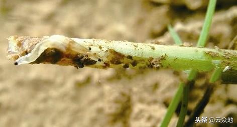 葱叶潜斑蝇怎么防治,葱蝇如何防治