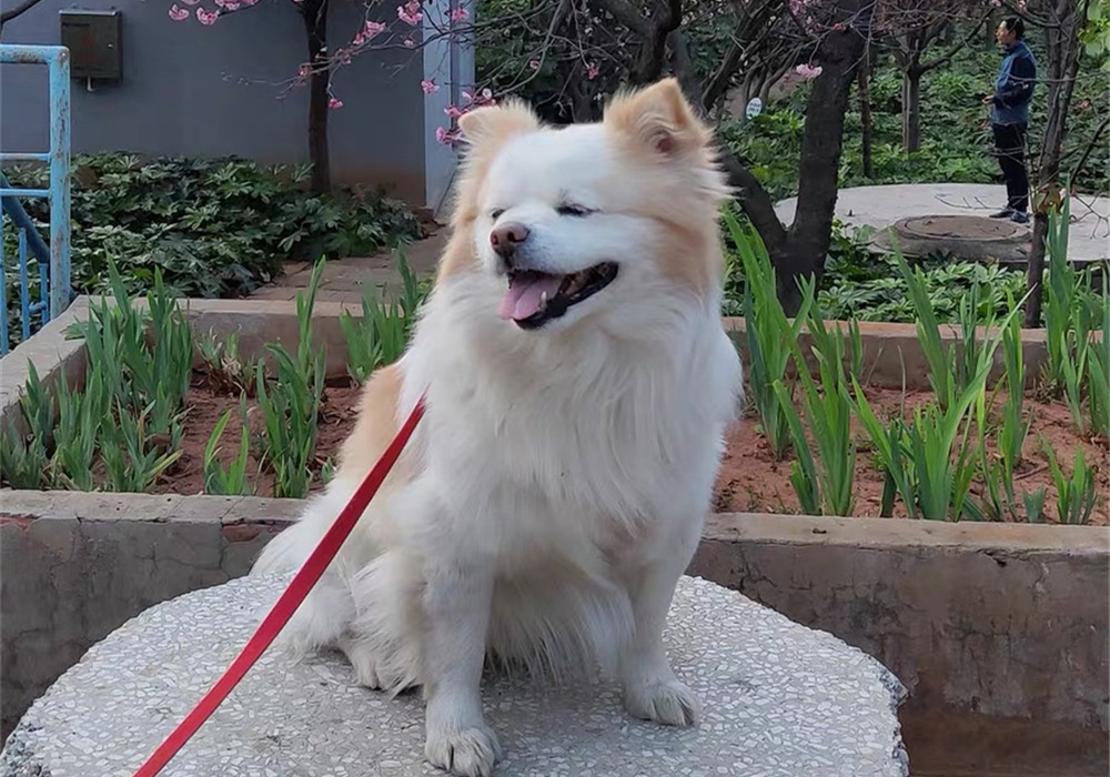 铲屎官容易被传染的病,小细菌对人体危害