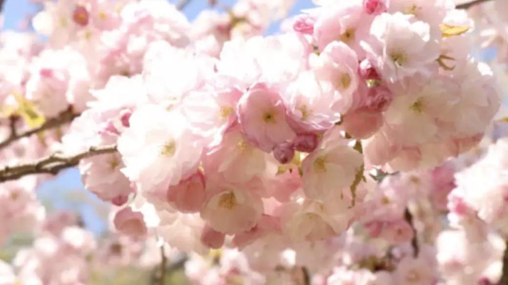 日本旅游攻略保姆级,日本保姆自由行攻略