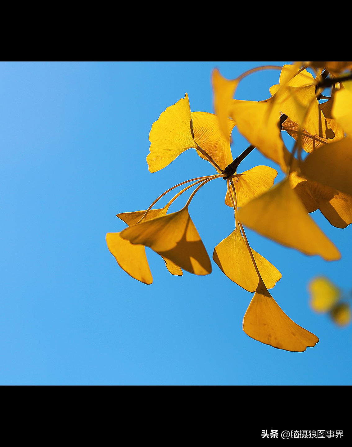 16张照片的风景大片,特别好看的花照片背景图