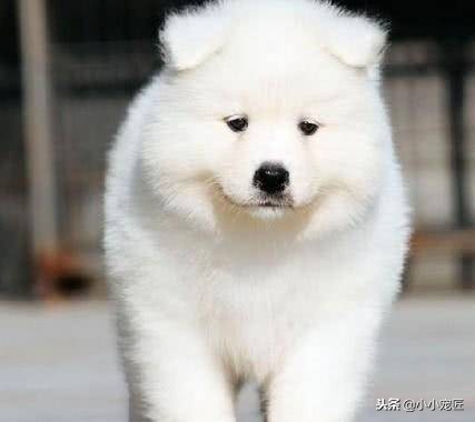 养一只萨摩狗是好还是不好,养一只萨摩需要买什么