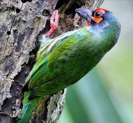 东江揽胜,惠州淡水常见鸟类图谱