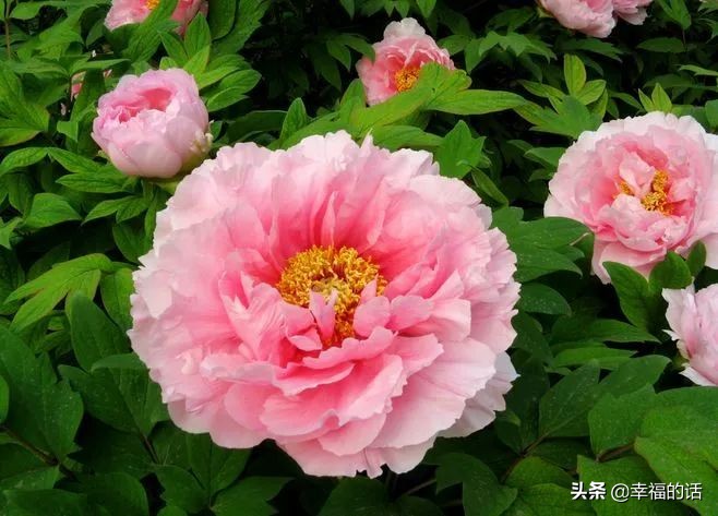 中国十大名花图片及花语,山茶花是中国十大名花吗