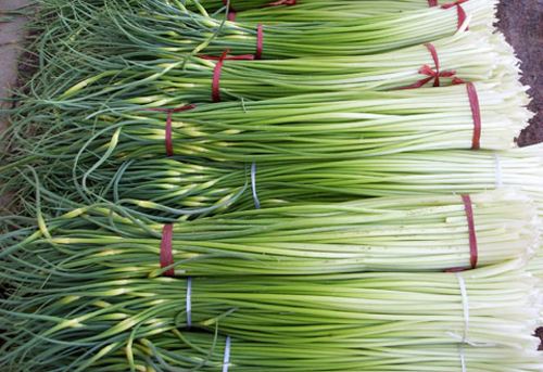 2023年大蒜蒜薹最新行情,2020大蒜蒜薹行情