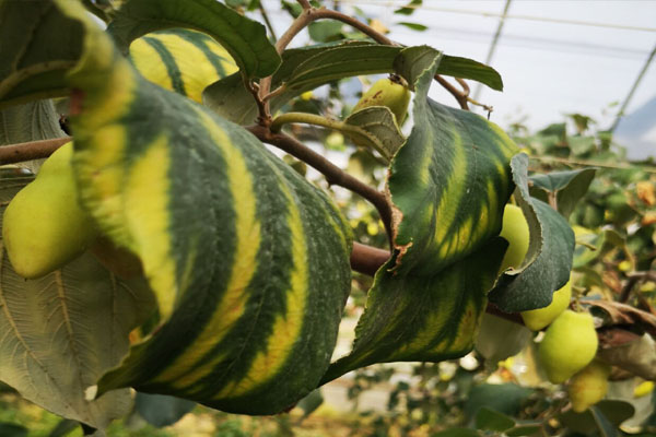 青枣叶片黄点图片,青枣叶片黄化怎么补救